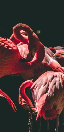 [2436x1125]群居 火烈鸟 鸟类 灯光 苹果手机壁纸图片
