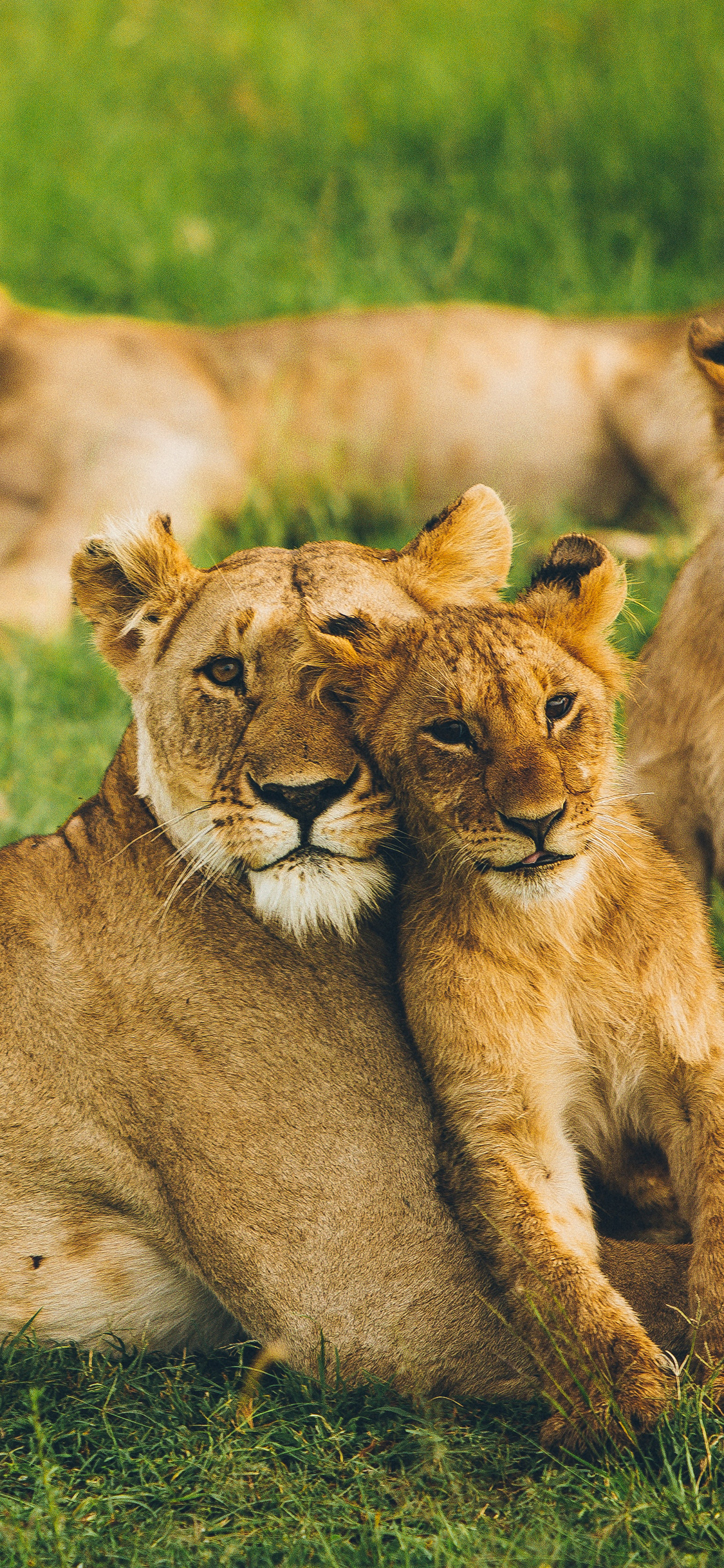 [2436×1125]群居 狮子 幼仔 亲子 苹果手机壁纸图片