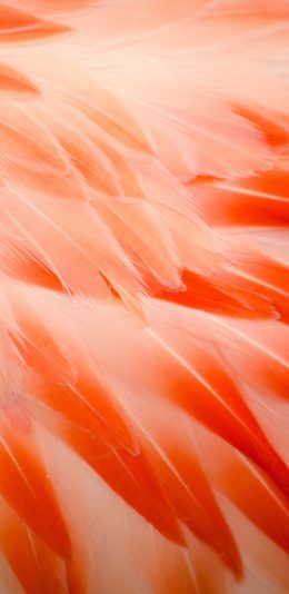 [2436x1125]羽毛 活力恩 粉色 渐变 苹果手机壁纸图片