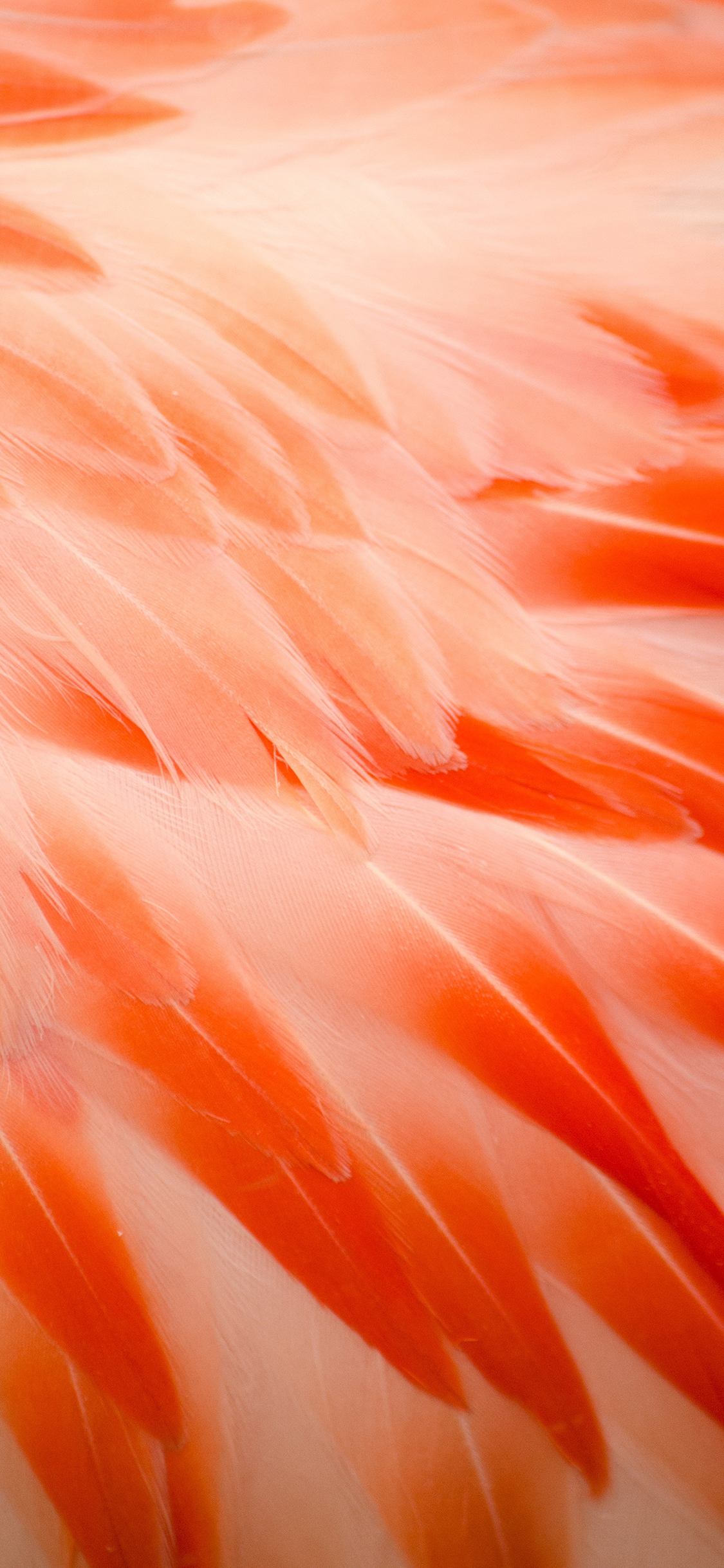 [2436×1125]羽毛 活力恩 粉色 渐变 苹果手机壁纸图片