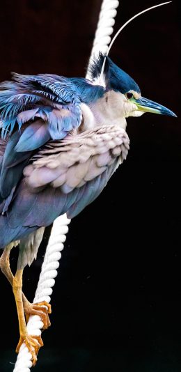 [2436x1125]羽毛 站立 色彩 鸟 苹果手机壁纸图片