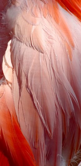 [2436x1125]羽毛 鸟类 火烈鸟 红鹳 苹果手机壁纸图片