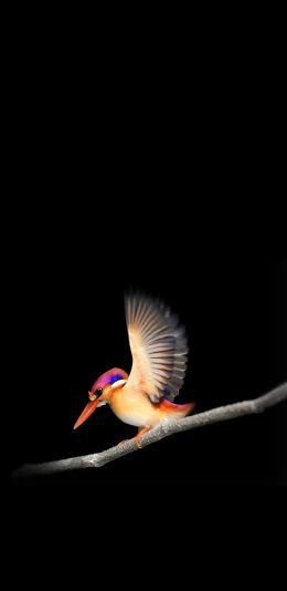 [2436x1125]翠鸟 羽毛 翅膀 枝干 喙 苹果手机壁纸图片