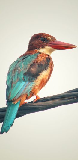 [2436x1125]翡翠鸟 色彩 翅膀 栖息 电线 喙 苹果手机壁纸图片