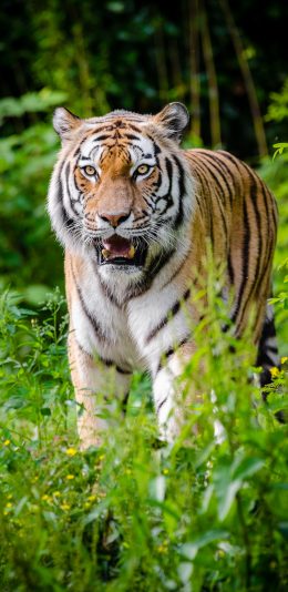 [2436x1125]老虎 丛林之王 树林 凶猛 猛兽 苹果手机壁纸图片