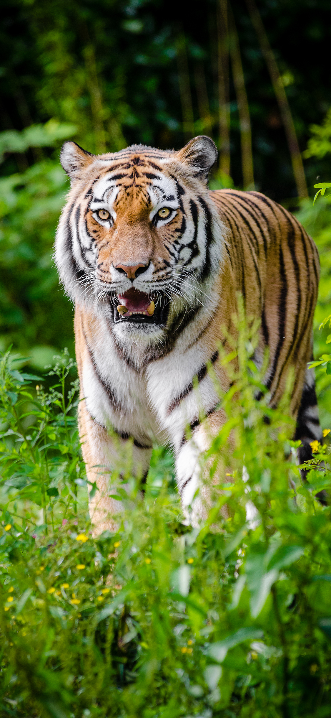 [2436×1125]老虎 丛林之王 树林 凶猛 猛兽 苹果手机壁纸图片