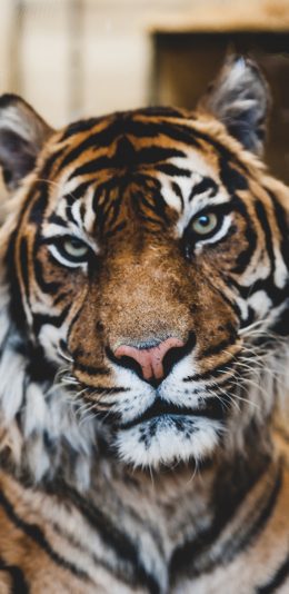 [2436x1125]老虎 丛林之王 猛兽 凶猛 斑纹 苹果手机壁纸图片