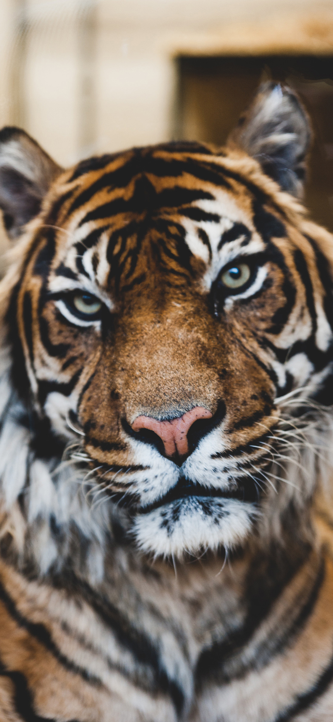 [2436×1125]老虎 丛林之王 猛兽 凶猛 斑纹 苹果手机壁纸图片