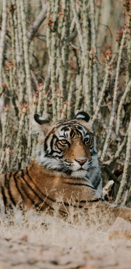 [2436x1125]老虎 凶猛 山林之王 卧趴 苹果手机壁纸图片