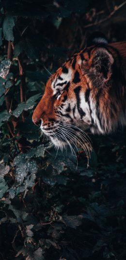 [2436x1125]老虎 凶猛 树林 猛兽 苹果手机壁纸图片