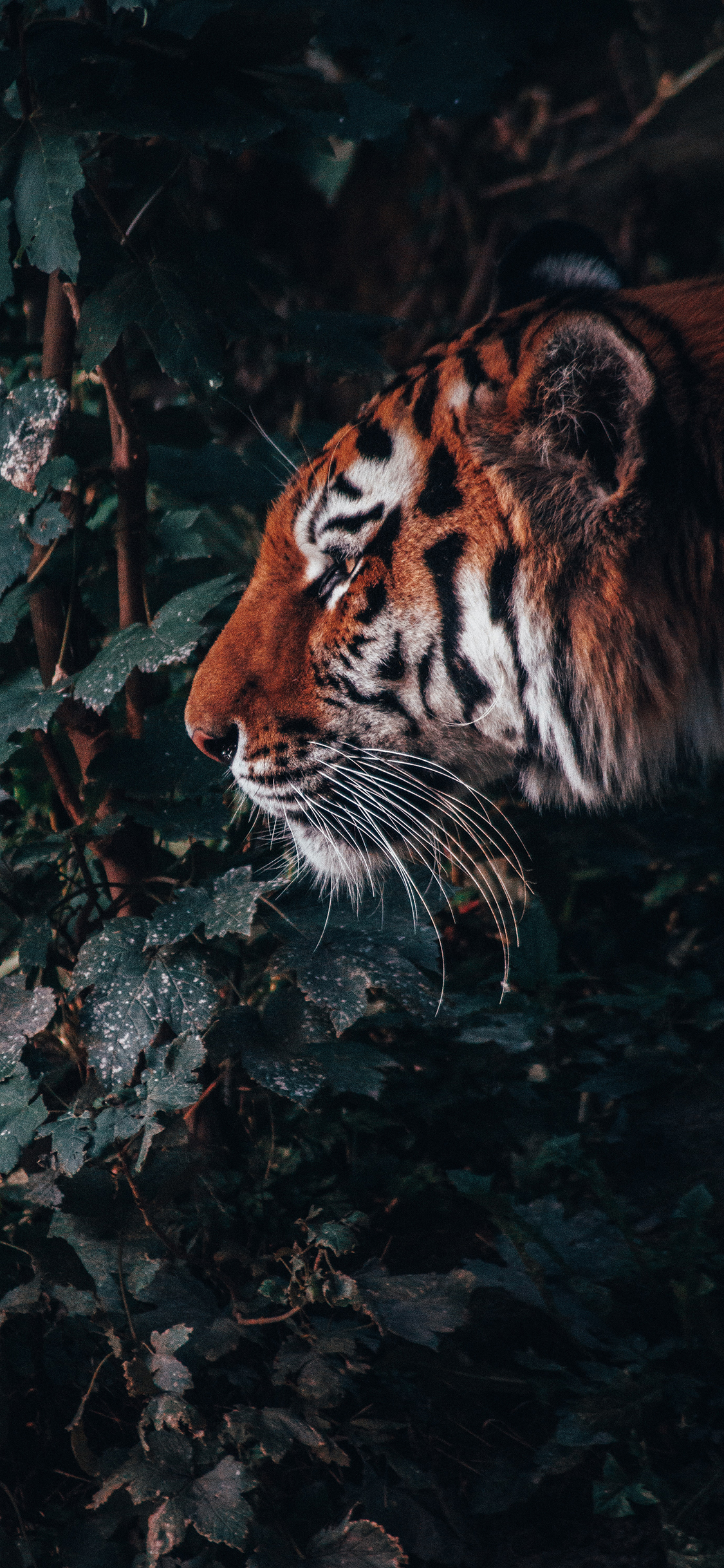 [2436×1125]老虎 凶猛 树林 猛兽 苹果手机壁纸图片