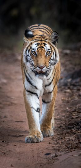 [2436x1125]老虎 凶猛 猛兽 山林之王 苹果手机壁纸图片