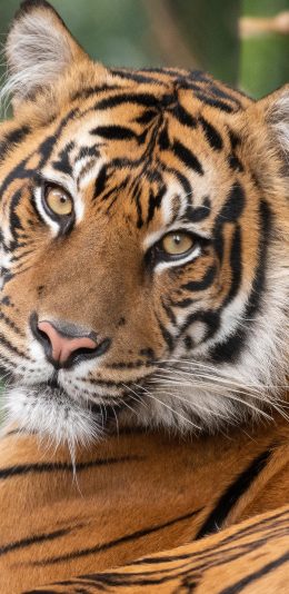 [2436x1125]老虎 凶猛 猛兽 林中之王 斑纹 苹果手机壁纸图片