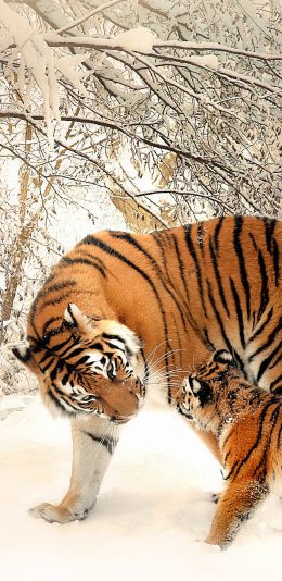 [2436x1125]老虎 凶猛 猛兽 雪地 苹果手机壁纸图片