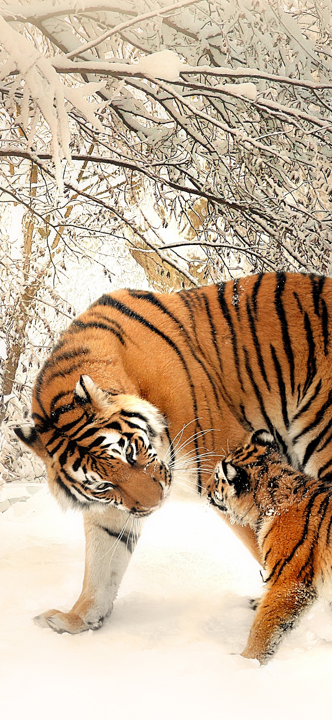 [2436×1125]老虎 凶猛 猛兽 雪地 苹果手机壁纸图片