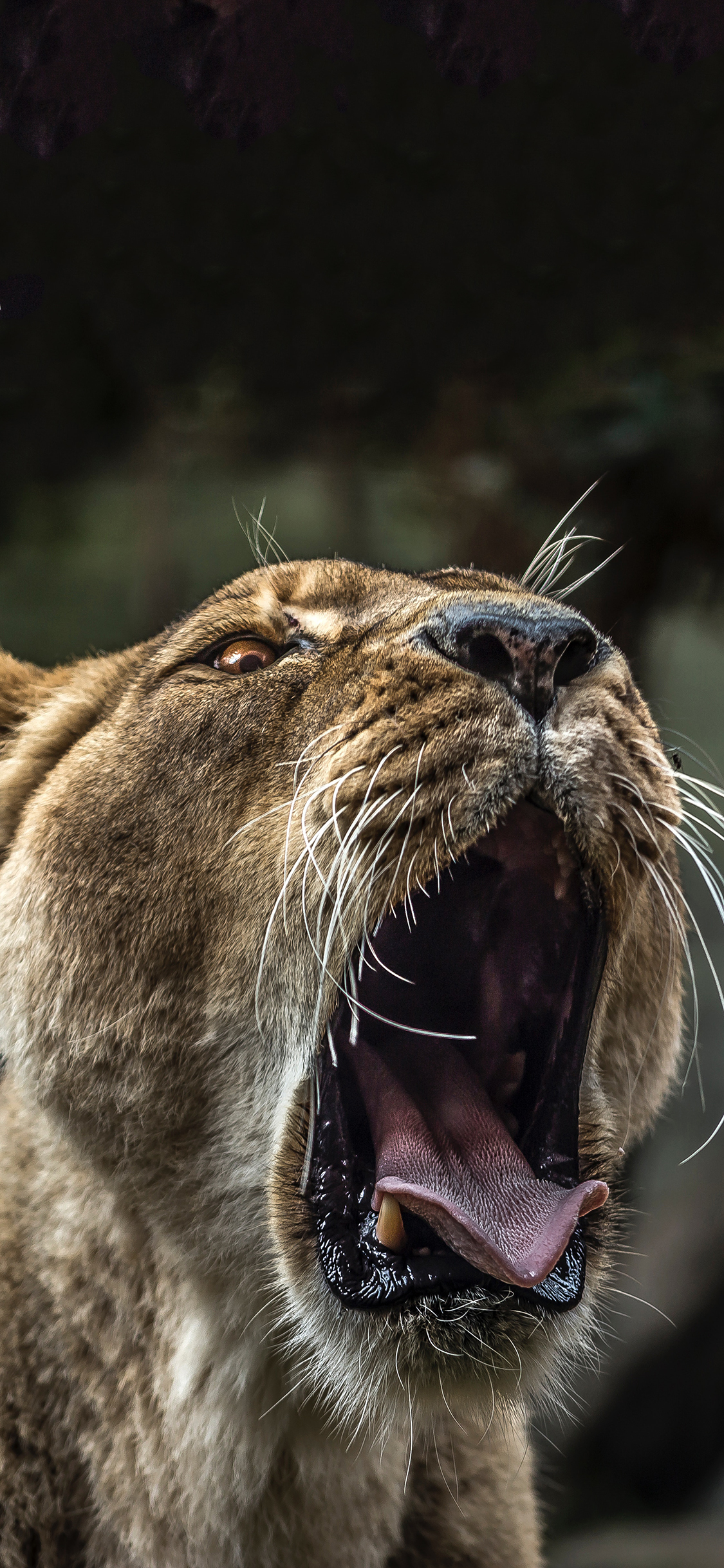 [2436×1125]老虎 凶猛 虎啸 口腔 苹果手机壁纸图片