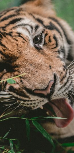[2436x1125]老虎 动物 凶猛动物 林中之王 苹果手机壁纸图片