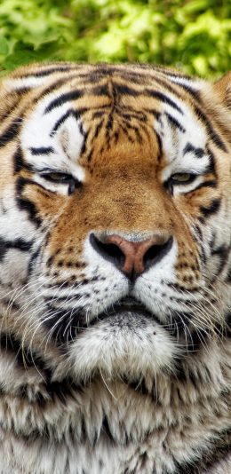 [2436x1125]老虎 动物 猫科动物 苹果手机壁纸图片