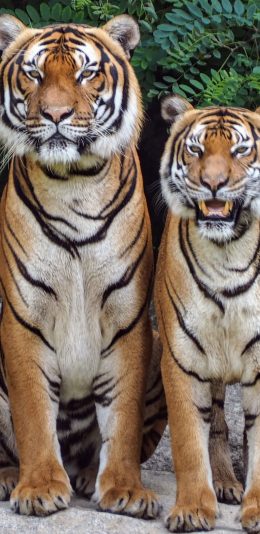 [2436x1125]老虎 动物园 坐立 林中之王 苹果手机壁纸图片