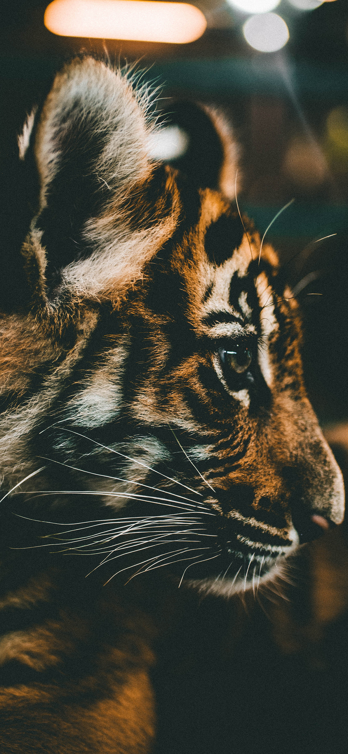 [2436×1125]老虎 幼犬 斑纹 侧脸 苹果手机壁纸图片