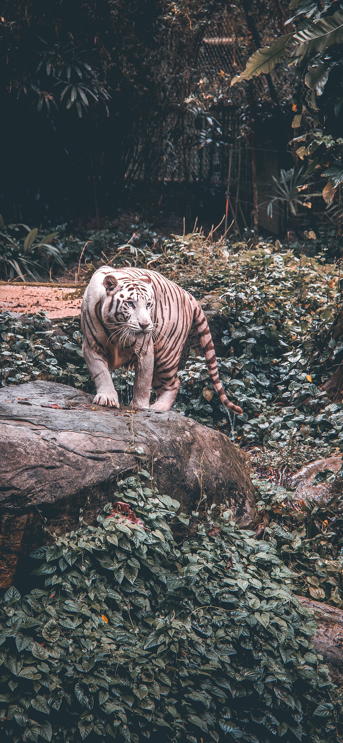 [2436×1125]老虎 户外 凶猛 林中之王 白虎 苹果手机壁纸图片