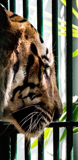 [2436x1125]老虎 栏杆 饲养 猛兽 苹果手机壁纸图片