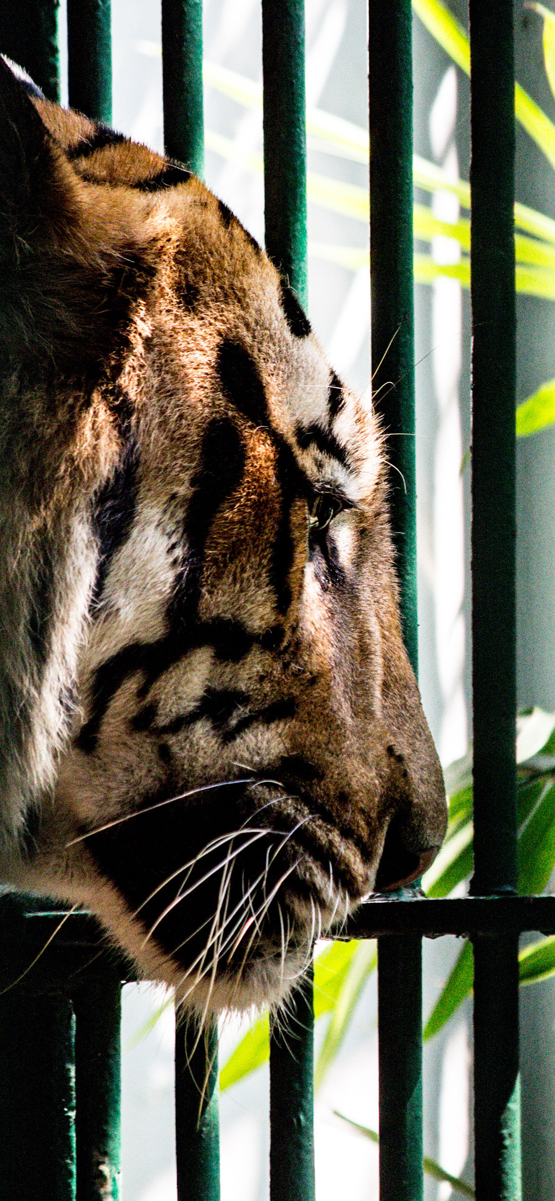 [2436×1125]老虎 栏杆 饲养 猛兽 苹果手机壁纸图片