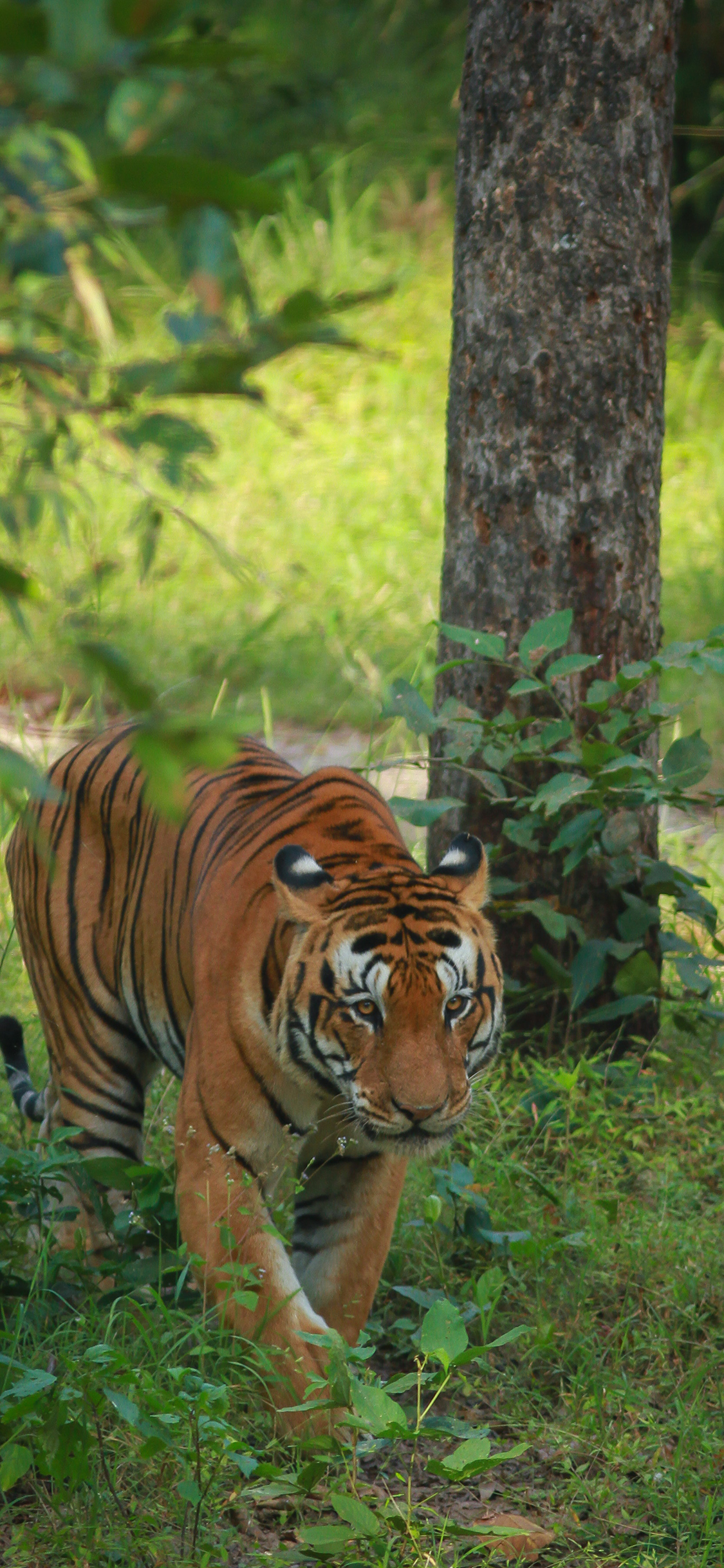 [2436×1125]老虎 树林 林中之王 猛兽 苹果手机壁纸图片
