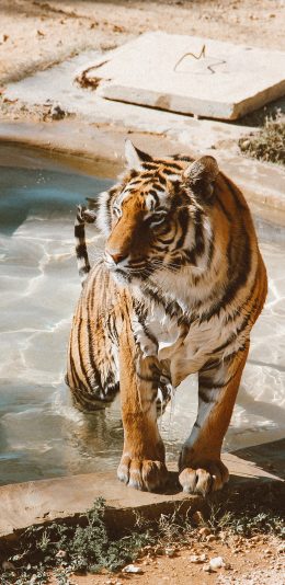 [2436x1125]老虎 水池 饲养 猛兽 苹果手机壁纸图片