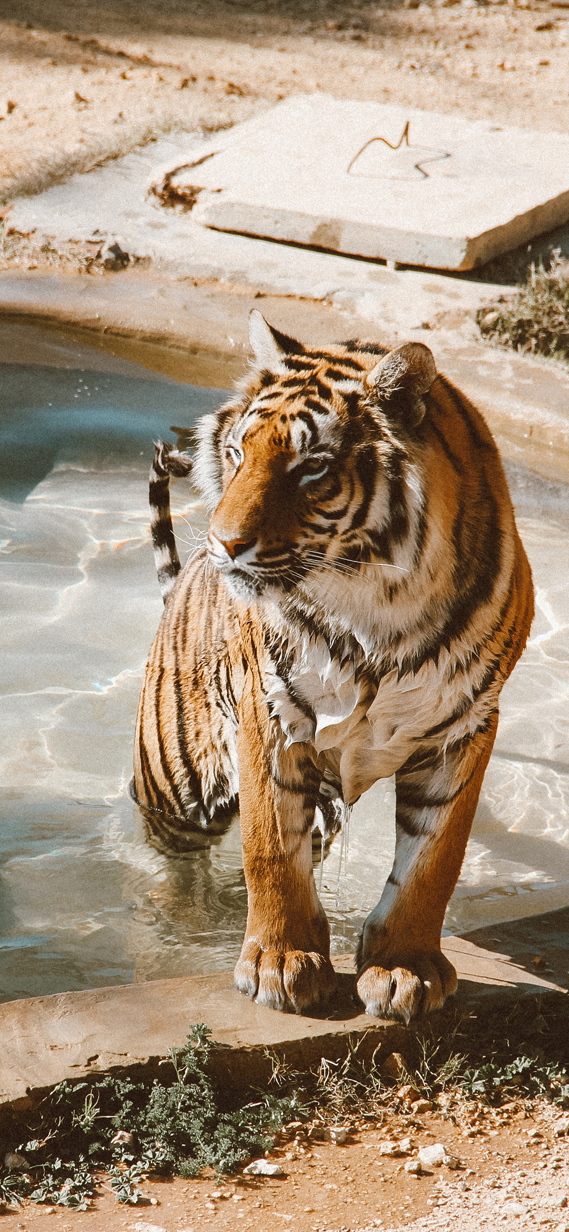[2436×1125]老虎 水池 饲养 猛兽 苹果手机壁纸图片