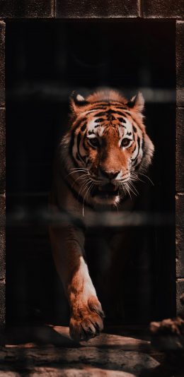 [2436x1125]老虎 牢笼 饲养 猛兽 苹果手机壁纸图片