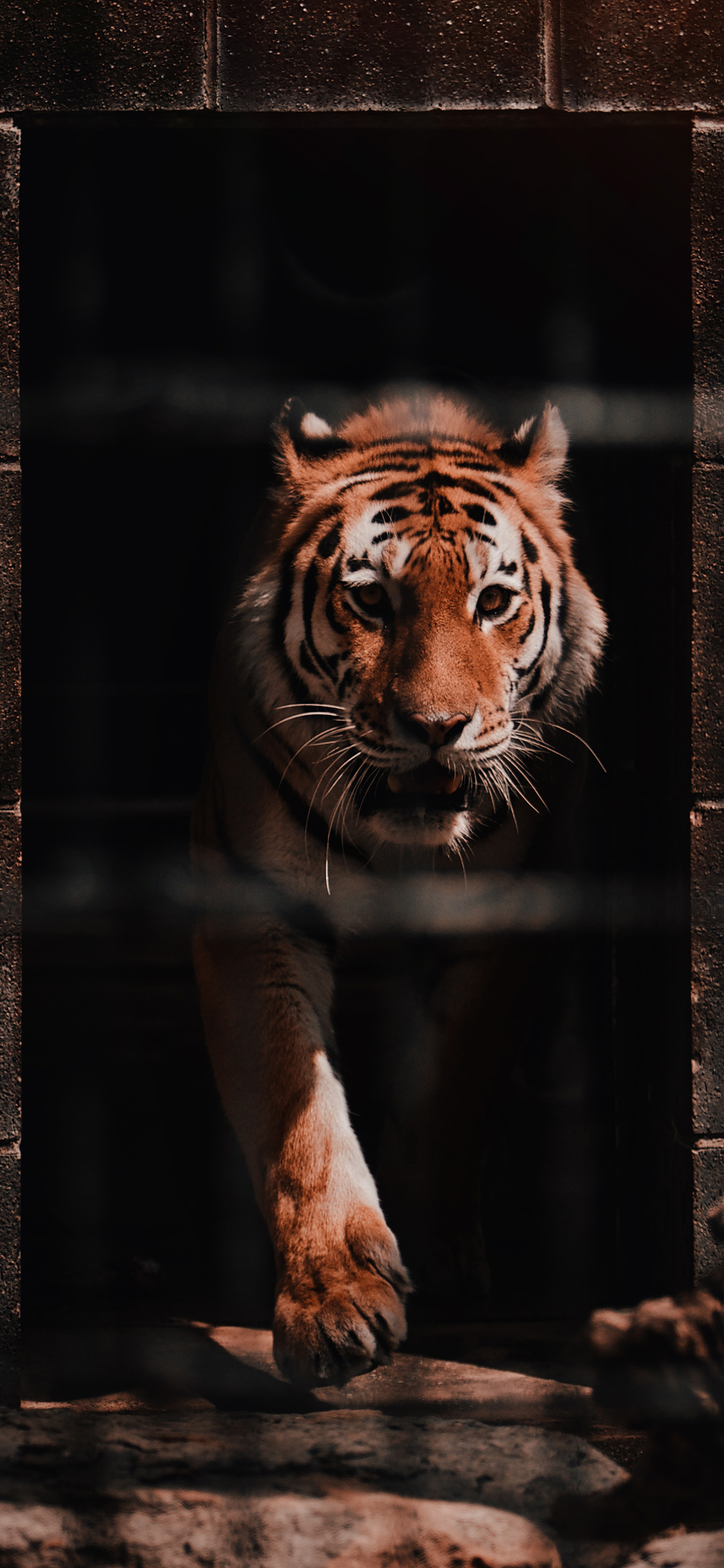 [2436×1125]老虎 牢笼 饲养 猛兽 苹果手机壁纸图片