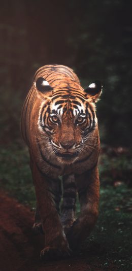 [2436x1125]老虎 猛兽  草地 凶猛 苹果手机壁纸图片