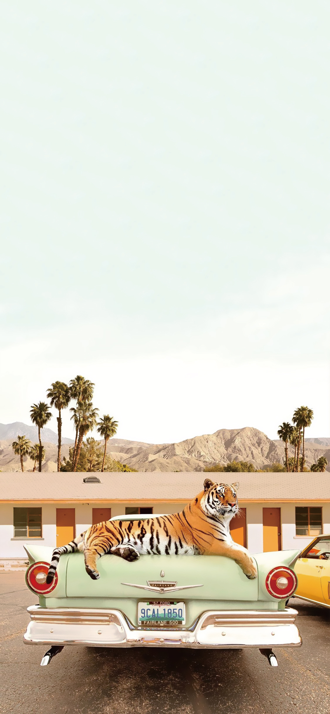 [2436×1125]老虎 猛兽 凶猛 孟加拉虎 汽车 苹果手机壁纸图片