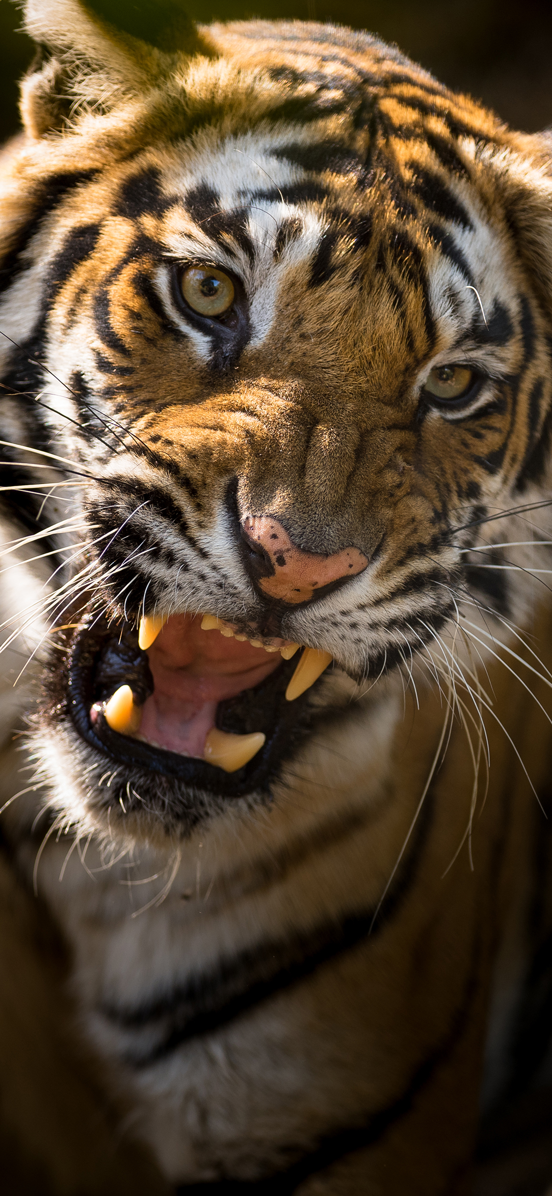 [2436×1125]老虎 猛兽 凶猛 尖牙 山林之王 苹果手机壁纸图片
