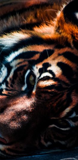 [2436x1125]老虎 猛兽 凶猛 慵懒 苹果手机壁纸图片