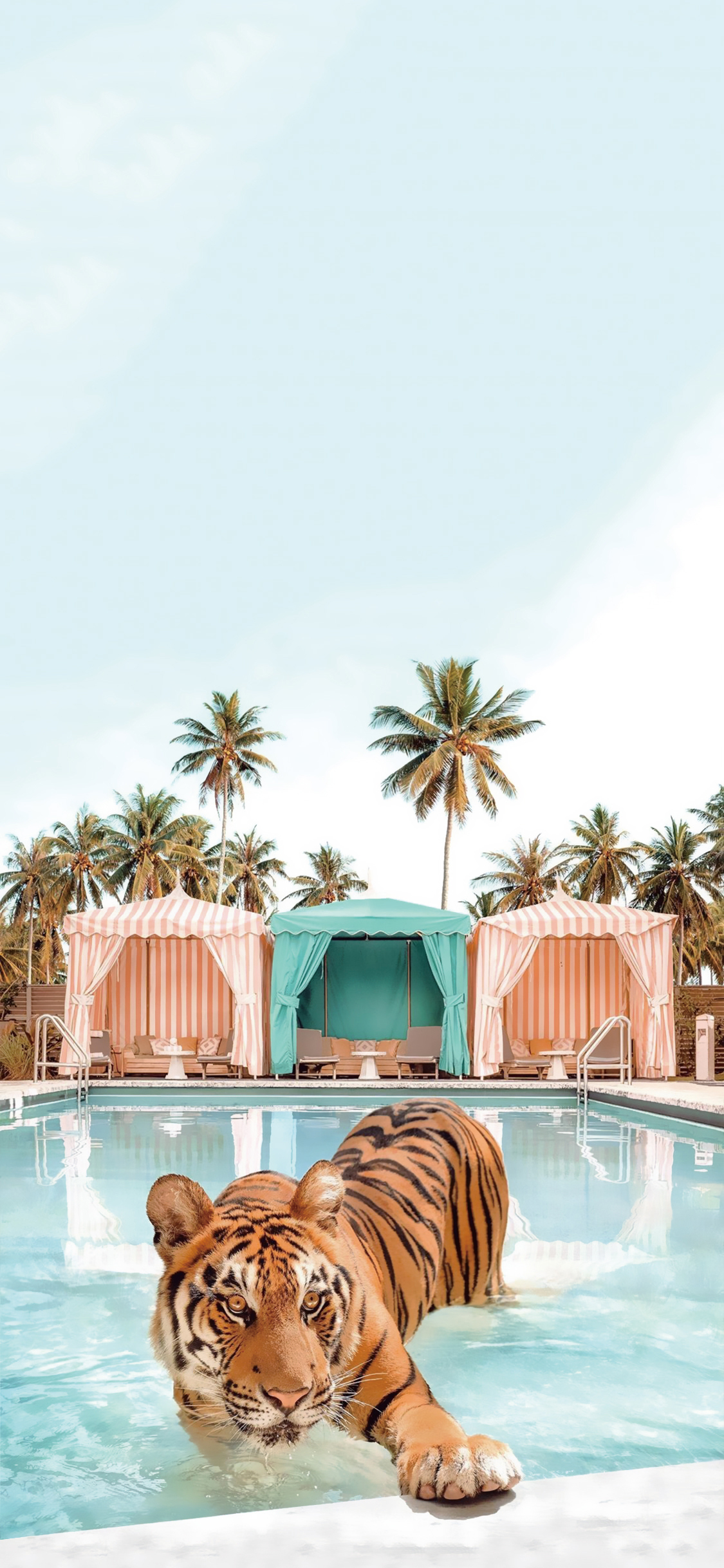 [2436×1125]老虎 猛兽 凶猛 游泳池 椰树 苹果手机壁纸图片