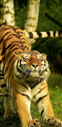 [2436x1125]老虎 猛兽 猫科 伸懒腰 苹果手机壁纸图片