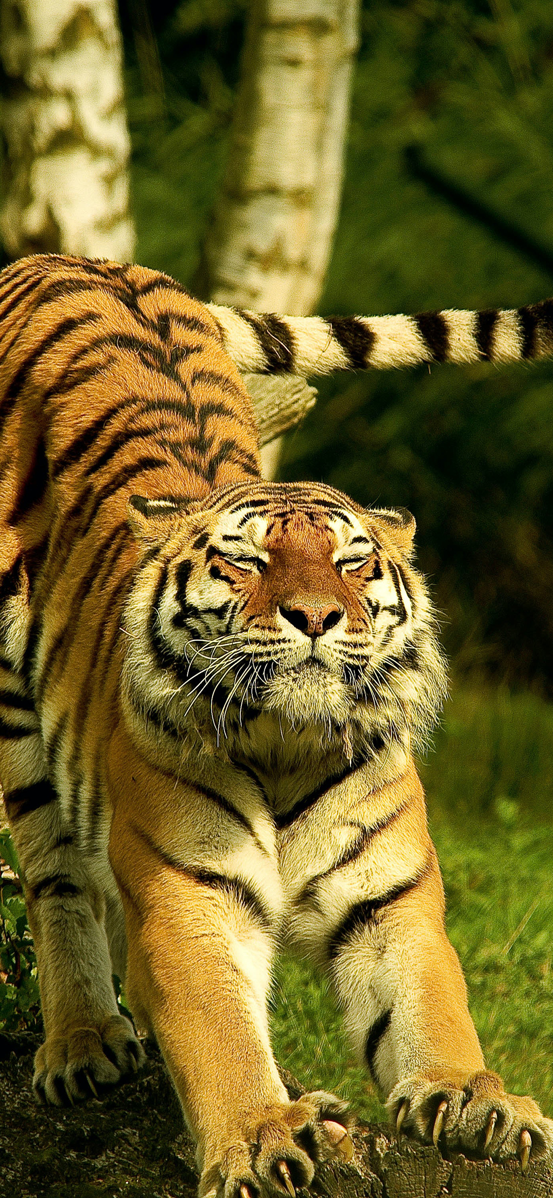 [2436×1125]老虎 猛兽 猫科 伸懒腰 苹果手机壁纸图片