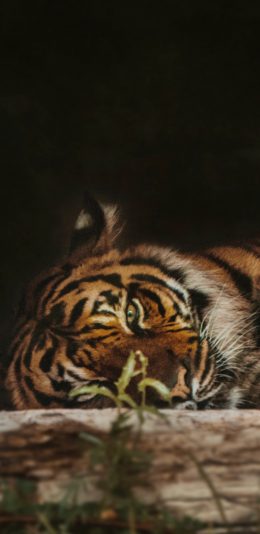 [2436x1125]老虎 猛兽 皮毛 凶猛 苹果手机壁纸图片