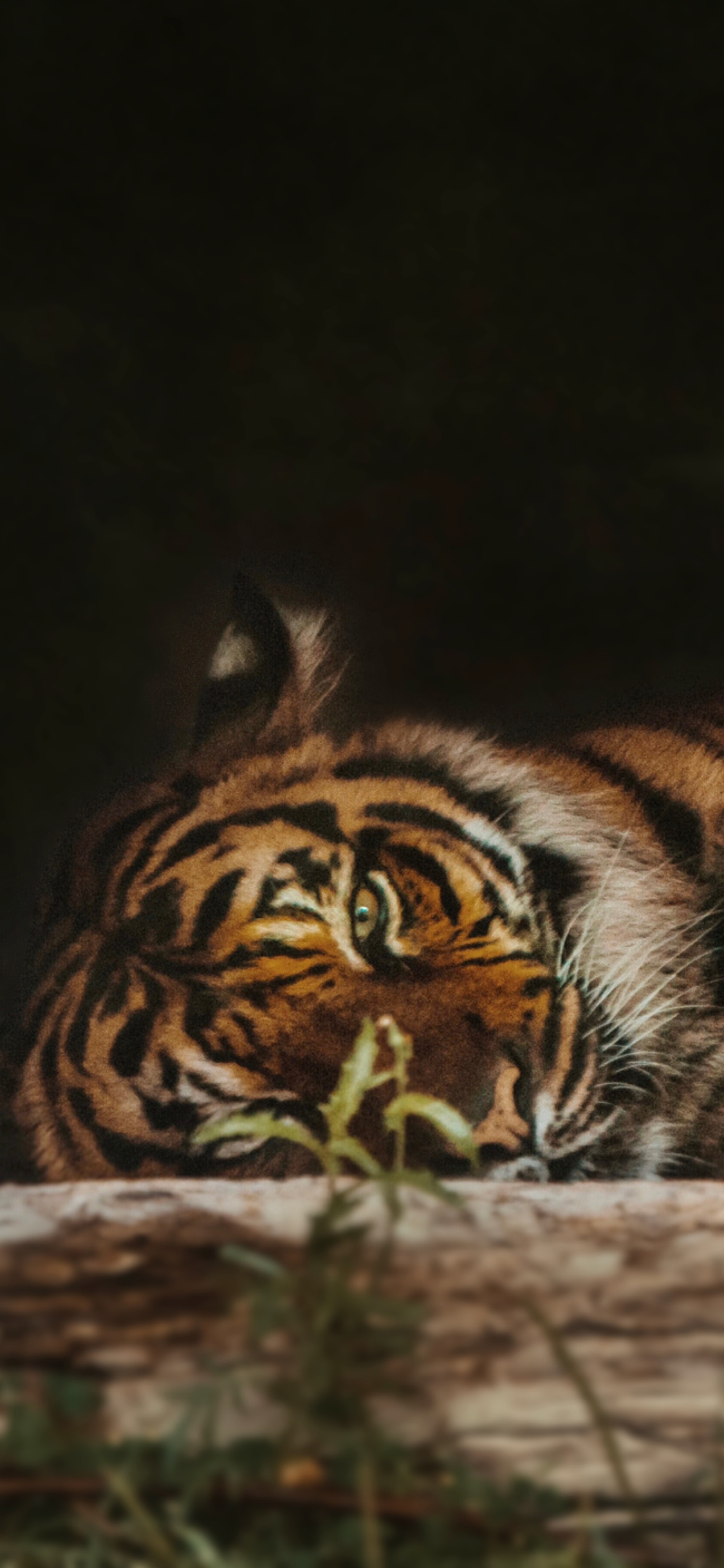 [2436×1125]老虎 猛兽 皮毛 凶猛 苹果手机壁纸图片