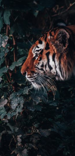 [2436x1125]老虎 猛兽 野外 林中之王 苹果手机壁纸图片