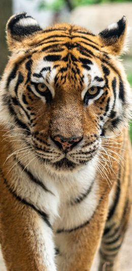 [2436x1125]老虎 皮毛 猛兽 苹果手机壁纸图片