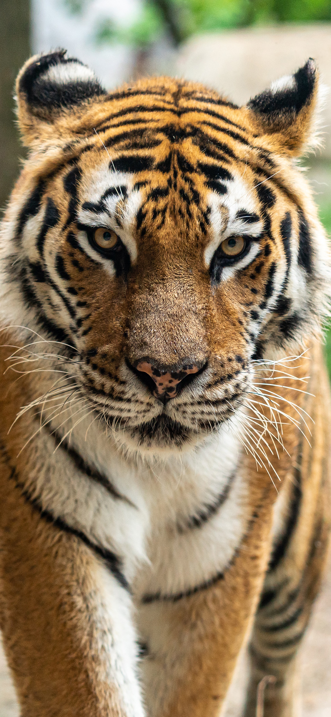 [2436×1125]老虎 皮毛 猛兽 苹果手机壁纸图片