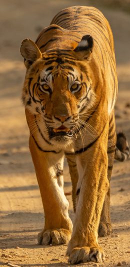 [2436x1125]老虎 皮毛 猛兽 凶猛 苹果手机壁纸图片