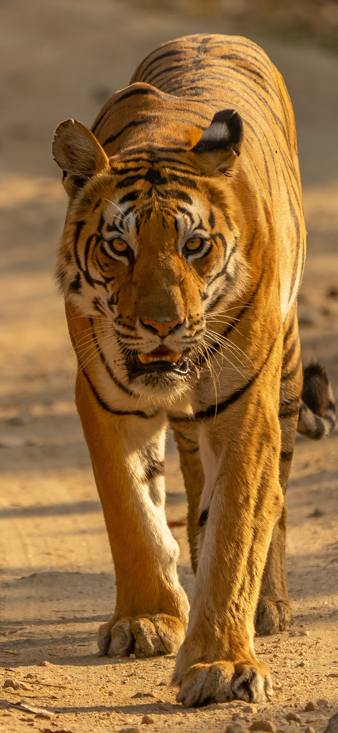 [2436×1125]老虎 皮毛 猛兽 凶猛 苹果手机壁纸图片