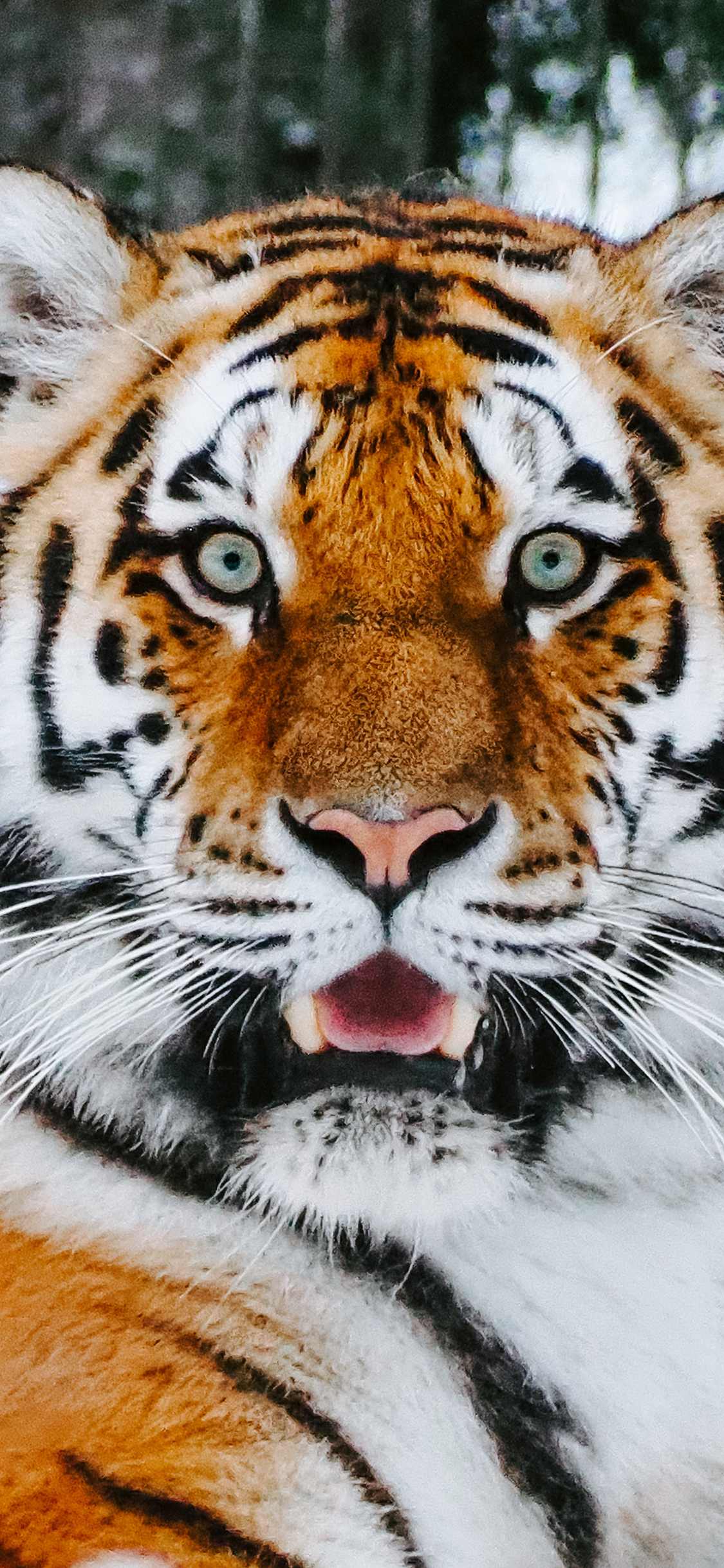 [2436×1125]老虎 皮毛 虎纹 呆滞 苹果手机壁纸图片