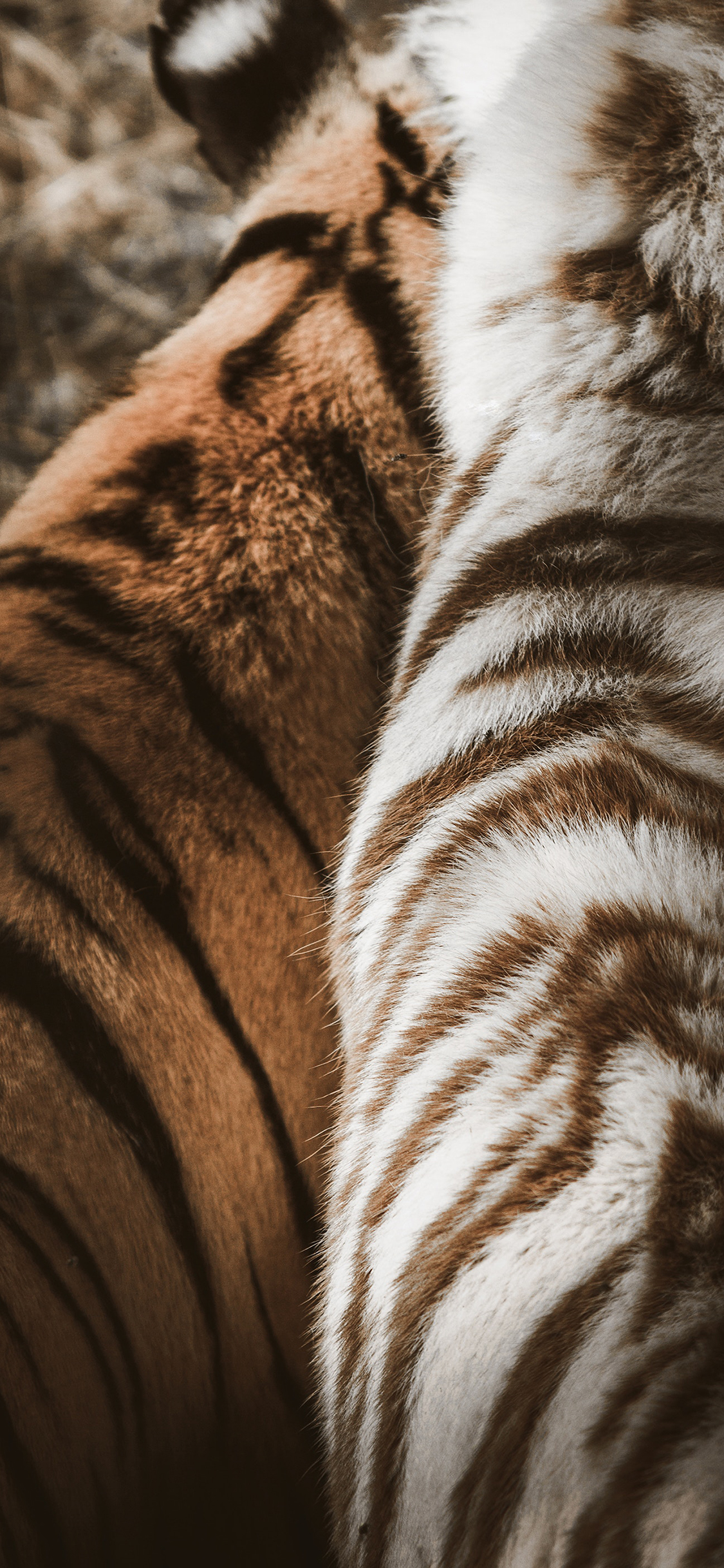 [2436×1125]老虎 虎皮 皮毛 猛兽 苹果手机壁纸图片