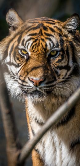 [2436x1125]老虎 虎纹 皮毛 猛兽 苹果手机壁纸图片