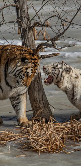 [2436x1125]老虎 饲养 猛兽 白虎 苹果手机壁纸图片